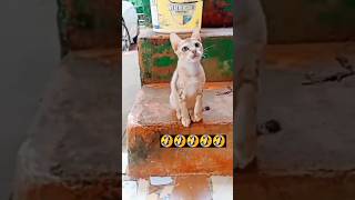 Sirf woreejy khwaro la ba cat razi 😂🐱🐈 funny cat marriage [upl. by Aihsined]