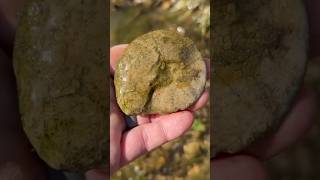 Flat AMMONITE FOSSIL amp Impression found in North Texas Creek fossilhunting [upl. by Geffner]