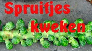 Spruitjes kweken [upl. by Freeland333]