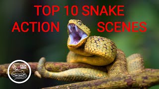 TOP 10 wild snake scenes THE BEST SNAKE ACTION snake hunt snake fight [upl. by Byrle385]