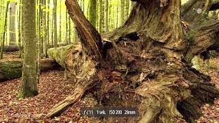 Landschaftsfotografie im Wald  Blende 8  Folge 110 [upl. by Iemaj99]