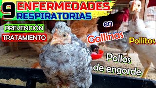 ▶ Todo sobre las Enfermedades Respiratorias que debes EVITAR 🐤🐔🐓❗  Salud y Avicultura 🐥 [upl. by Suki850]