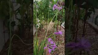 GROWING GARLIC CHIVES IN MY GARDEN  SHORT VIDEO [upl. by Edelson]