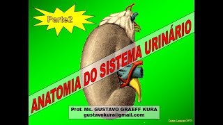 Anatomia do sistema urinário  parte 2 [upl. by Enirual]