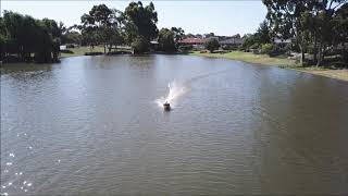 River Patrol RC PBR Gas RC Boat cameradrone following Vantex model at our lake [upl. by Rahas]