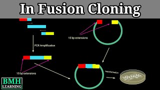 In Fusion Cloning [upl. by Llemar]