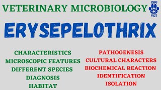 Erysipelothrix MicrobiologyBacteriology [upl. by Jammin260]