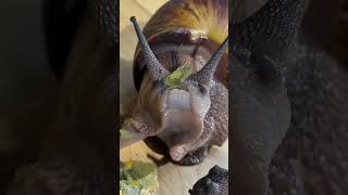 La naturaleza que himnotiza  Los caracoles 🐌 tienen una alimentación fascinante Nature Caracol [upl. by Jonathan]