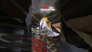 quotGaboon Viper Compilation Venom Milking amp Rare Moments West African Gaboon Venomous Viper [upl. by Kwok]