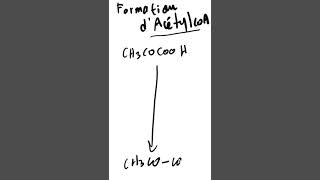 formation acetyl coa [upl. by Rayburn]