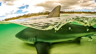 EPIC Day’s FISHING  Big Fish and Bull Sharks [upl. by Ellatsirhc]