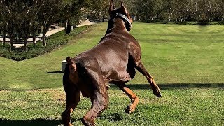 BEST OF DOBERMAN  THE SUPER INTELLIGENT DOG [upl. by Frager]