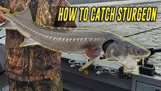 How To Fish Sturgeon In Depth Tutorial For SUCCESS FISH ON [upl. by London477]