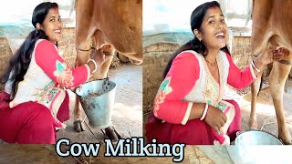 Awesome Cow Milking and Drinking Cow Milk [upl. by Nwahshar]