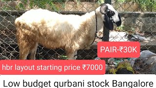 ₹7000startingLow price qurbani sheeps in hbr layout near Narendra tent Bangalore qurbani 2023 [upl. by Enilarak73]