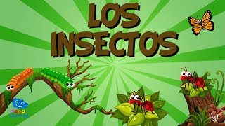 LOS INSECTOS  Vídeos Educativos para Niños [upl. by Nilved]