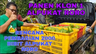 PANEN KLON PERTAMA ALPUKAT RORO DAN RENCANA PEMBAGIAN BIBIT ALPUKAT 2000 POHON [upl. by Rim]