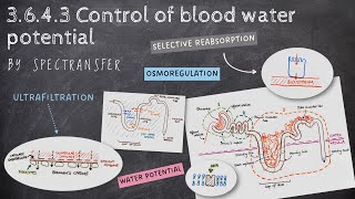 EASY REVISION AQA ALevel Biology 3643 Control of Blood Water Potential [upl. by Maribeth962]