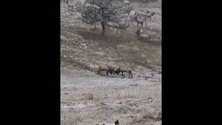 Rutting Elk elkhunt elk [upl. by Jarid673]