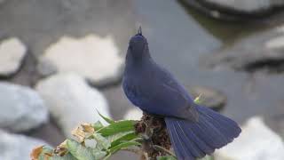 紫嘯鶇 Taiwan whistling thrush 吃羅氏鹽膚木 [upl. by Adiehsar]