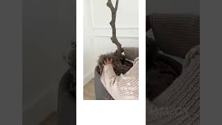 olive tree indoor plant care shorts [upl. by Hafirahs]