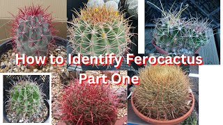 How to Identify Ferocactus Species Part One [upl. by Marelda]