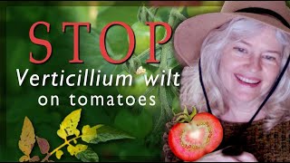 Kill  Destroy  Combat  Prevent  Fix Verticillium Wilt in Your Tomatoes [upl. by Engle]