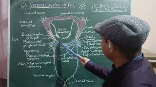 Nervous System of Pila [upl. by Hook]