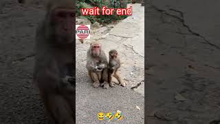 Toffee and monkey 🤣 trending funymems comedy funnemes funny PariTweencartoon [upl. by Kingsbury]