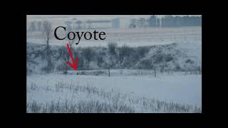 Hunting video 2 long range coyotes on 1 Stand [upl. by Grayce]