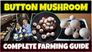 Button Mushroom farming  How to grow Button Mushroom at Home  Button mushroom Cultivation [upl. by Esinek149]