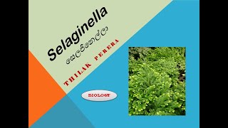 Selaginella life cycle සෙලජිනෙල්ලා ජීවන චක්‍රය [upl. by Tound886]