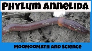 Phylum Annelida Characteristics [upl. by Elvie]