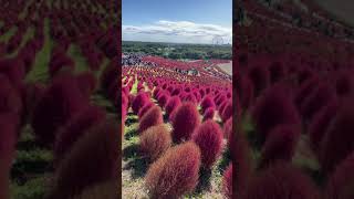 Hitachi Seaside Parks FAMOUS RED KOCHIA [upl. by Lodi999]