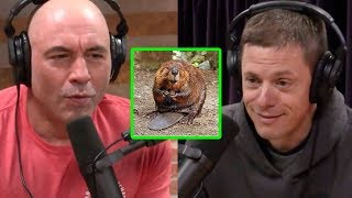 Joe Rogan and Steven Rinella Beaver is Delicious [upl. by Deden]