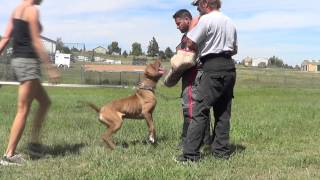 Tornabenes Bandogge Achilles 45 years old working on build up [upl. by Sineray343]