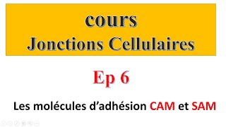 cours jonctions cellulaires Ep6  Les molécules d’adhésion CAM et SAM [upl. by Kersten]