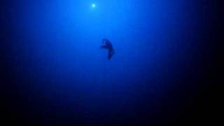 William Trubridges world record dive to 100m with no fins CNF [upl. by Demetri]