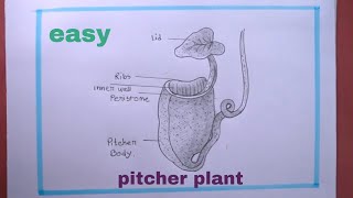 how to draw Pitcher Plant Easy StepDrawing Pitcher PlantPitcher Plant Drawing [upl. by Kolnos]