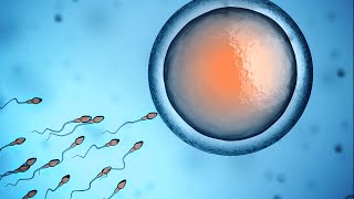 Human Physiology  Fertilization and Implantation [upl. by Akiner953]