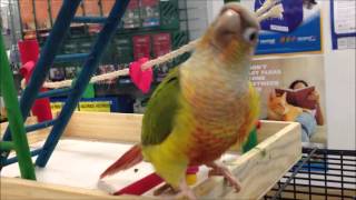 Green cheek conures playing [upl. by Laurent]