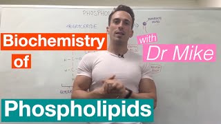 Phospholipids  Biochemistry [upl. by Sairacaz73]