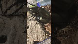 Beetle Chalcosoma Caucasus Mating [upl. by Ataner]