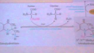 Protein metabolism 7 Creatine  amino acid 1 glycineampalanine [upl. by Dnomra]