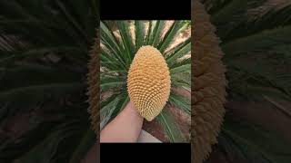 Cycas growth from seeds amp germination methods [upl. by Atalayah]