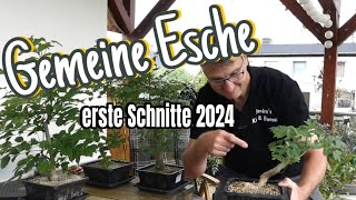 Gemeine Esche Fraxinus excelsior‘ mit kleiner Raupe und erste Johanni Schnitte PreBonsai 202409 [upl. by Eenhat]