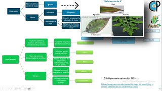 PARTE I 🍂 Claves para Identificar Deficiencias Nutrimentales en Plantas [upl. by Peti]