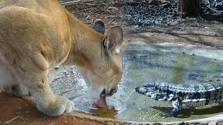 ONÇA SUSSUARANA BEBENDO NO LAGUINHO  CUTIA CORRE DO GATO MOURISCO MARACÁSBA [upl. by Chapen]