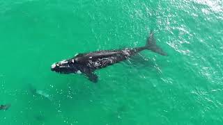 Whales and Dolphins of Plettenberg Bay [upl. by Eamaj]