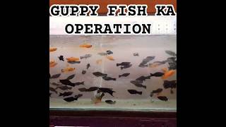 GUPPY FISH KA OPERATIONguppyfishguppyaquariumpetsguppyhouseguppyhobbyguppiesfishguppies [upl. by Eninej]